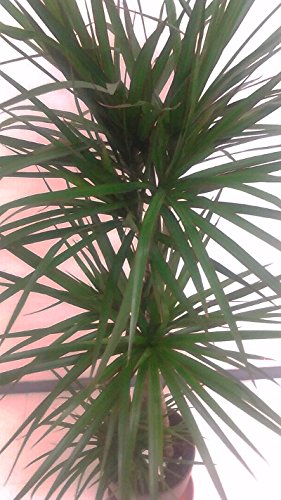 Amazon｜ドラセナ・コンシンネ 8号鉢 観葉植物 インテリア マジナータ